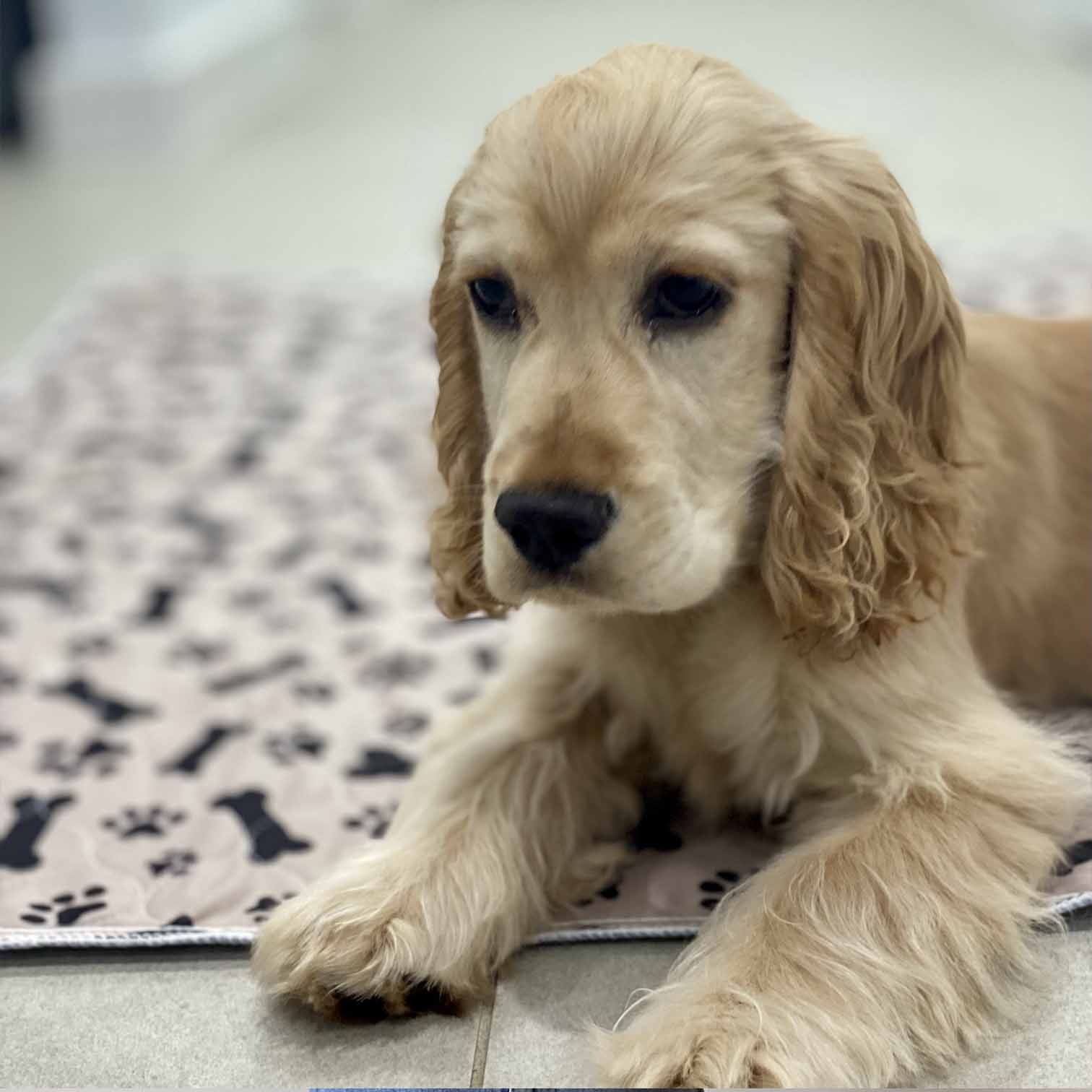 🐶😸Premium Reusable Super Absorbent PuppyPad🐾 (Kitten & Other Pets)