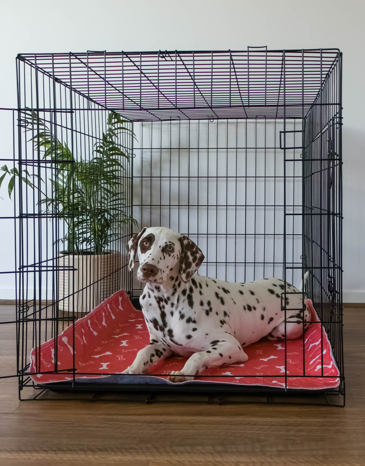 🐶😸Premium Reusable Super Absorbent PuppyPad🐾 (Kitten & Other Pets)